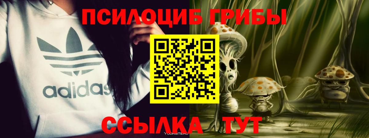 Псилоцибиновые грибы Psilocybe Кировск